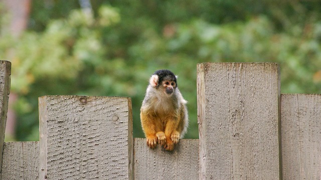 Download free HD stock image of Monkey Squirrel Monkey Free Monkey Squirrel Monkey photo and picture
