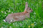 hare, rabbit, fur