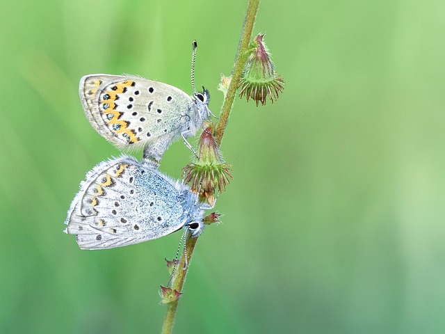 Free Butterfly Bluish photo and picture