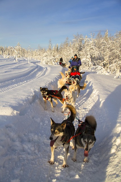 Rovaniemi, Finland Travel Guide: Best Time to Visit in 2026 A team of husky sled dogs pulling a sled along a snow-packed trail through a snowy Lapland forest