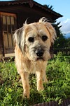 dog, pet, hybrid