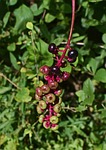 ripening pokeweed berries, berries, pokeweed