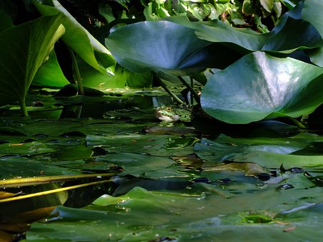 Free Love To Advertise Frog photo and picture