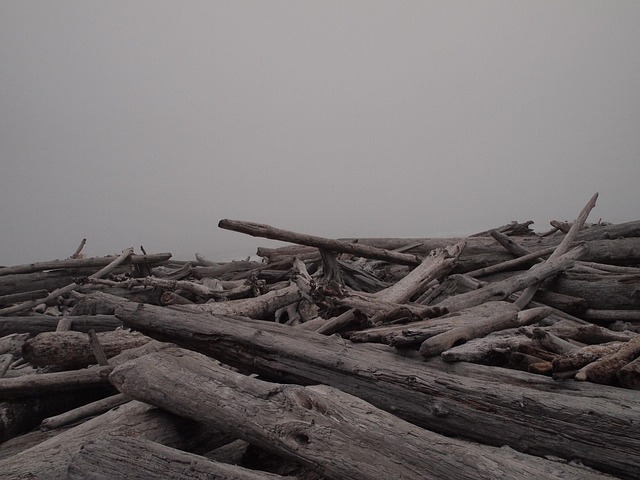 Free Logs Water photo and picture
