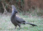 animal, bird, grey lourie