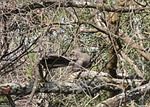 animal, bird, grey lourie