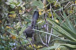 animal, bird, grey lourie