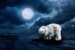 polar bear, young animal, moon