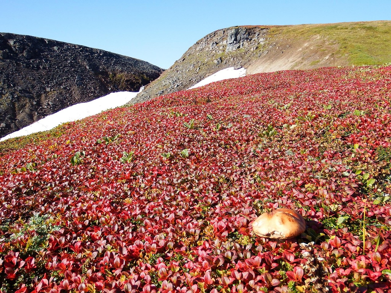 Mountain Tundra - free online jigsaw puzzle photo