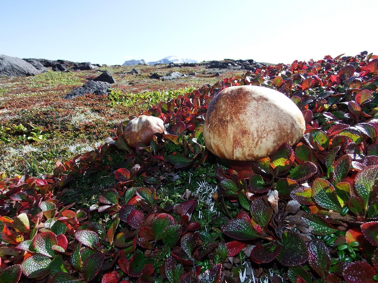 Mountain Tundra - free online jigsaw puzzle photo