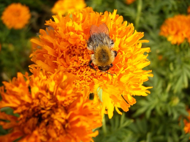 bee on flower, bee, orange flower