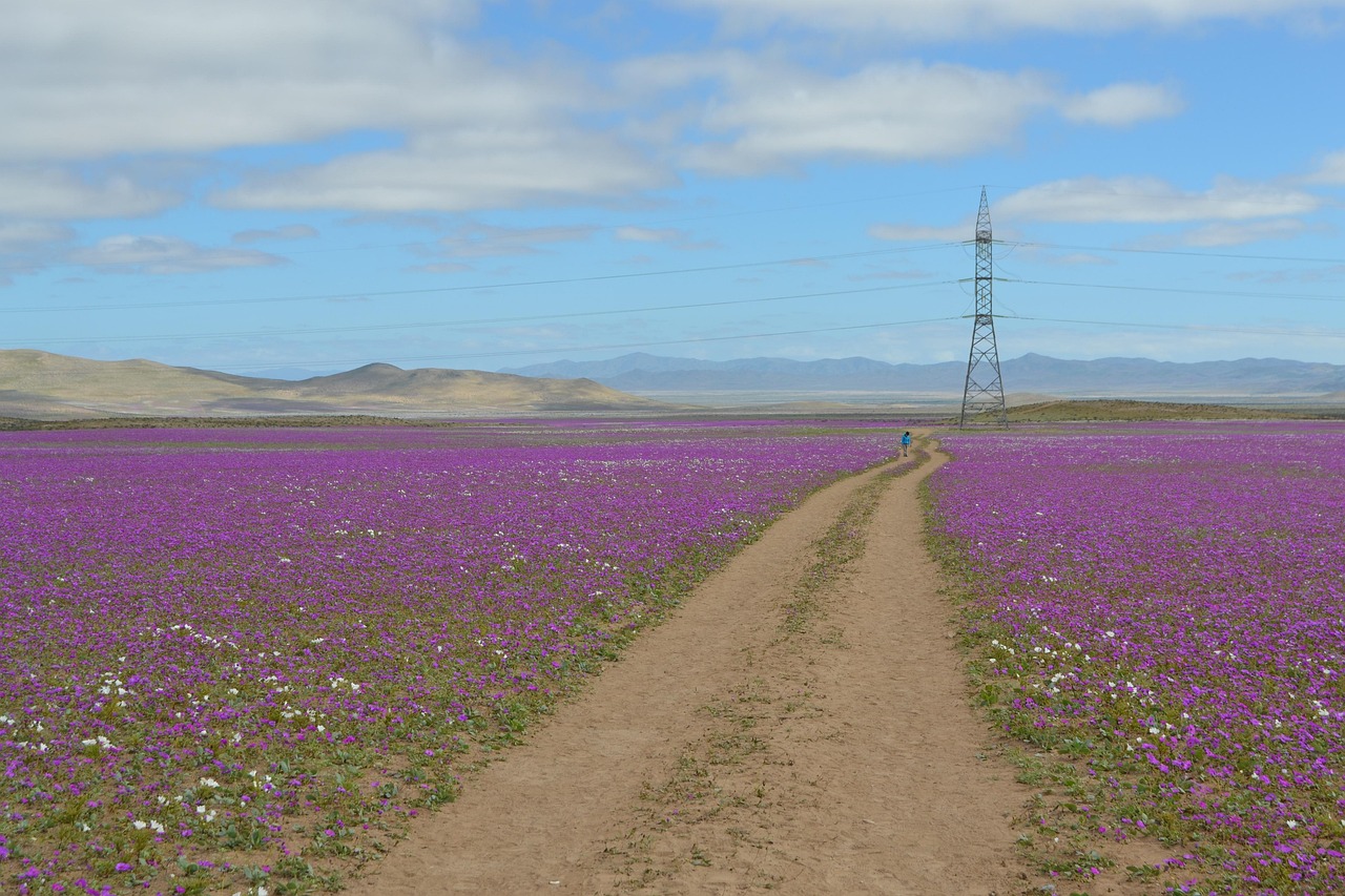 Desert - free online jigsaw puzzle photo