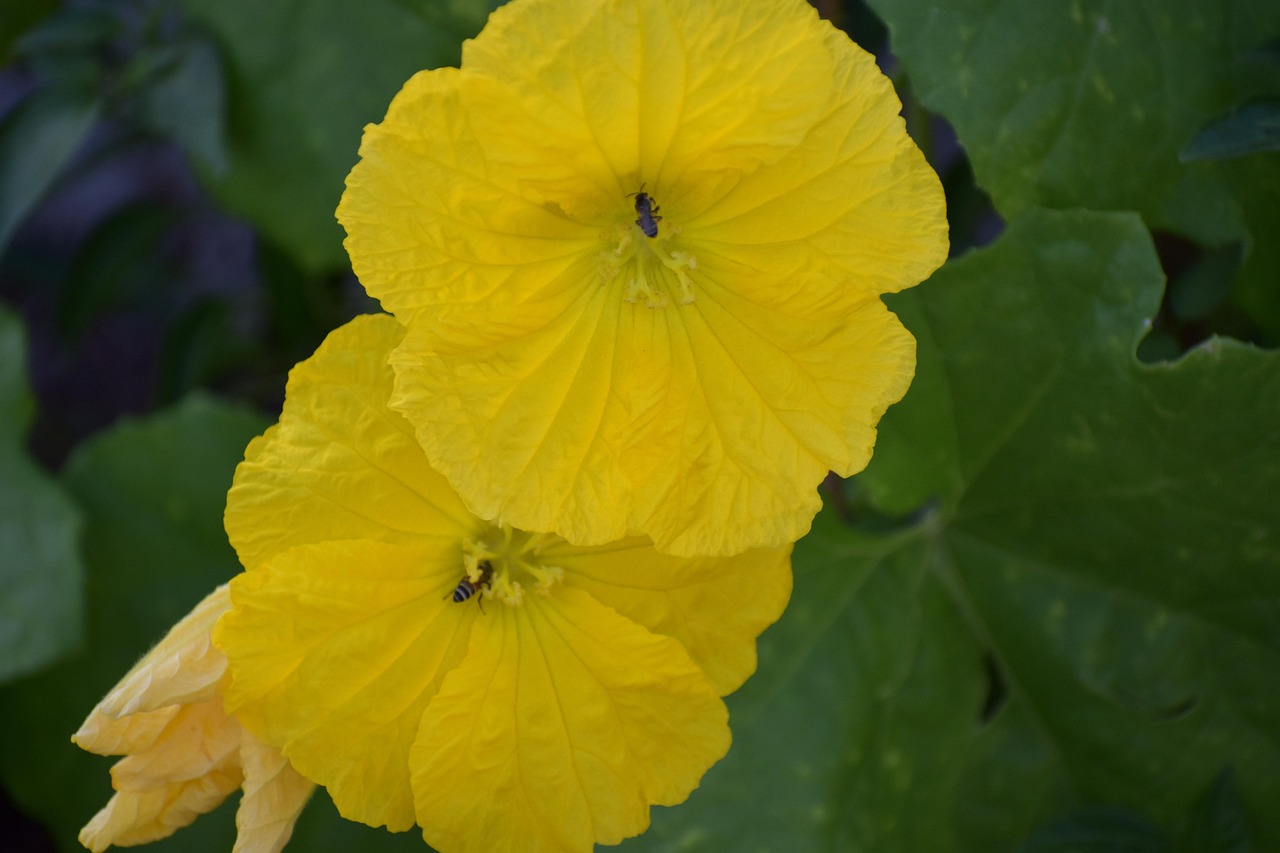 Ridge Gourd Flowers Two Yellow Free photo on Pixabay Pixabay