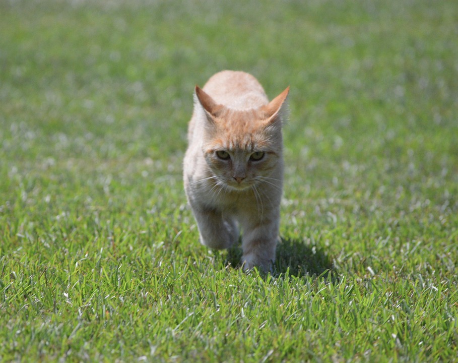Squirrelflight of ThunderClan