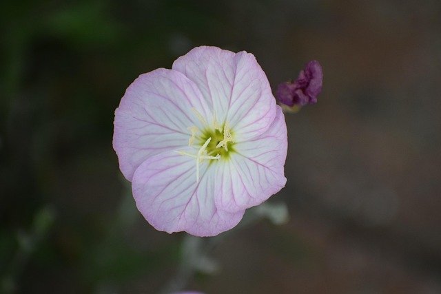 Free Flower Macro photo and picture