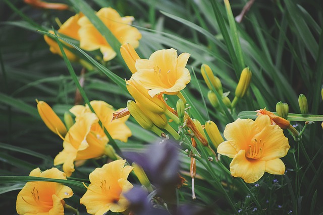Free Flower Macro photo and picture