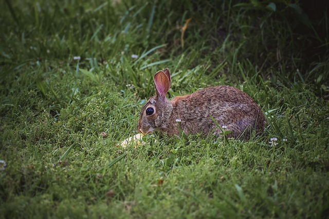 Free Bunny Rabbit photo and picture