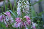 flower, flowers, érica verticillata