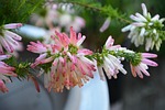 flower, érica verticillata, pretty