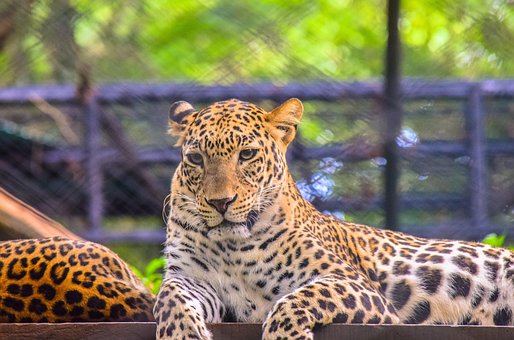 Leopard, Wild, Tier, Tierwelt, Natur