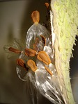 ascelepias cornuti, grass parakeets, plant