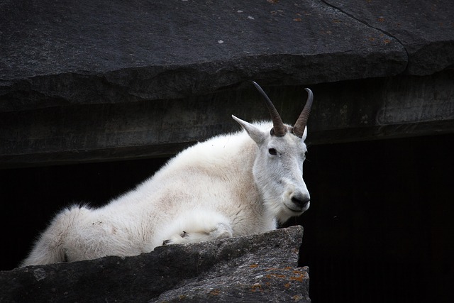 Download free HD stock image of Snow Goat Goat Free Snow Goat Goat photo and picture