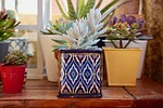 fat plants, terracotta pots, ceramic vases