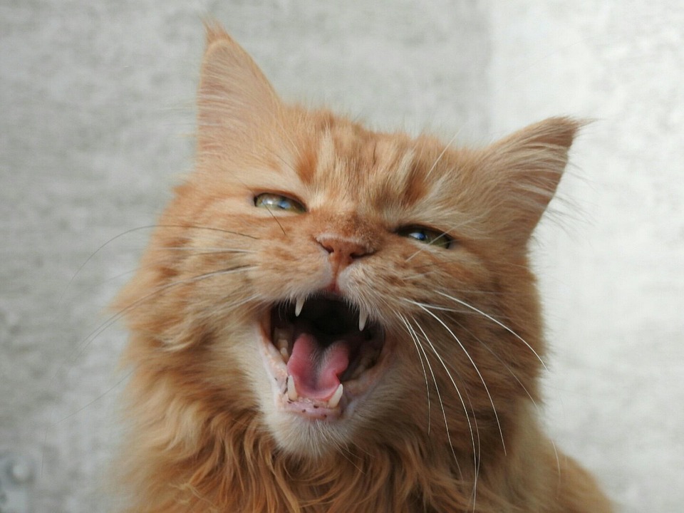 cat red meow domestic free photo on pixabay