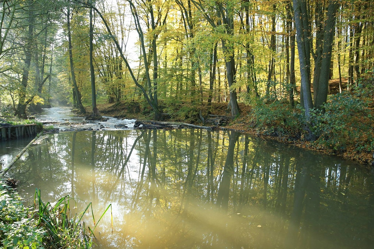 Río Árboles Sale De - Foto gratis en Pixabay - Pixabay
