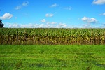 corn, cornfield, late summer