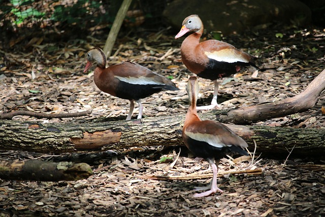 Vögel, Tierwelt, Natur