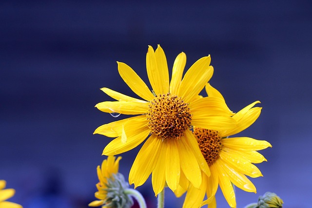 Gänseblümchen, Blumen, Blüte