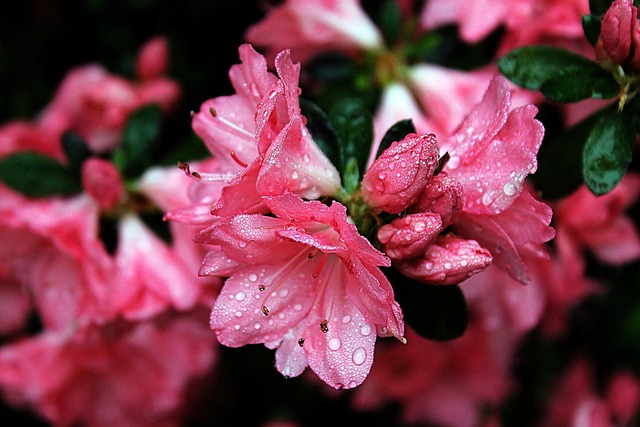 Natur, Blumentapete, Blumen Hintergrund