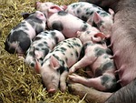 piglets, farm, pig