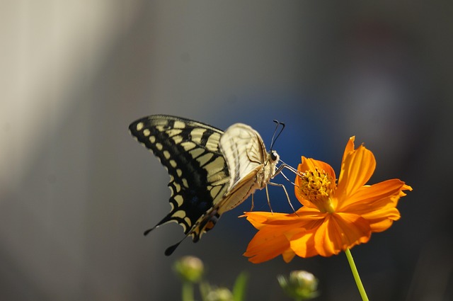 Free A Common Yellow Swallowtail photo and picture