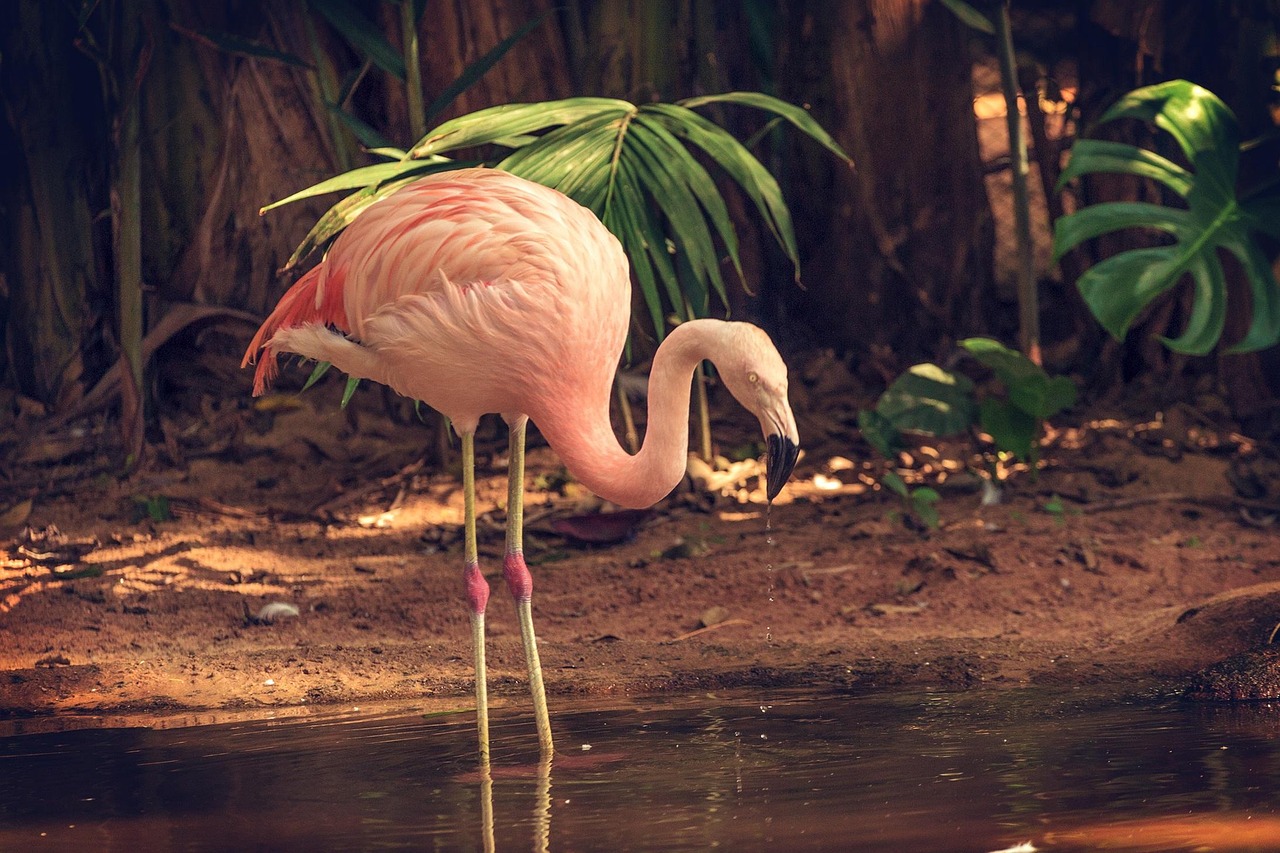 Animales Aves Naturaleza - Foto gratis en Pixabay - Pixabay