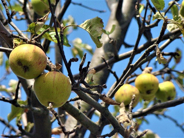 Free Apple Fruit photo and picture