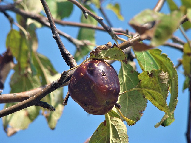 Free Fruit Nature photo and picture