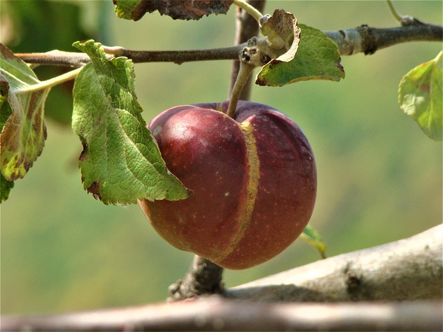 Free Fruit Nature photo and picture