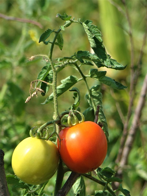 Free Tomato Nature photo and picture