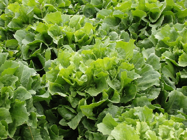 Free Endive Salad Lettuce photo and picture