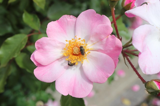 Bloem, Bee, Roze, Wit, White