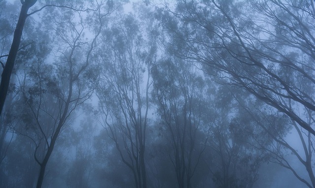 Nebel, Bäume, Natur, Neblig, Morgen