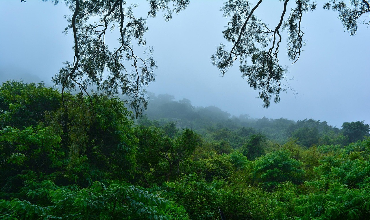 Fog - free online jigsaw puzzle photo