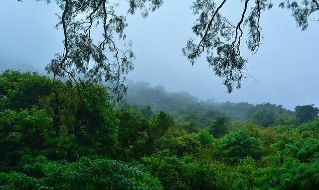 Nebel, Bäume, Natur, Neblig, Morgen