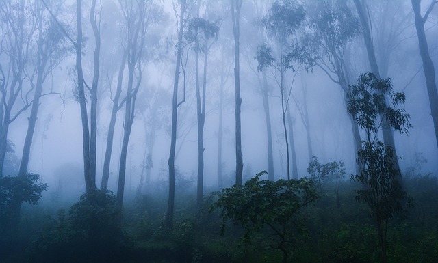 Nebel, Bäume, Natur, Neblig, Morgen