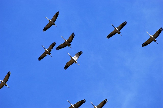 Free Cranes Birds photo and picture