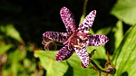 tricyrtis hirta, lily, autumn plant