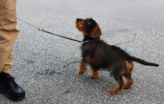 Dackel, Gehorsam, Dog Training