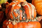 gourd, pumpkin, autumn